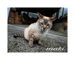 new the 10 best home decor with pictures 御蔵島では珍しい柄のネコ 御蔵島 島 ねこ 猫 ネコ 島猫 動物 猫写真 肉球 カメラ ニコン ファインダー越しの私の世界 写真で伝えたい私の世界 猫のいる風景 その旅に物語を mikuraj animals cats