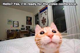 Okay Is Everybody On The Fe Line Funny Cat Pictures Cats Funny Cat Memes