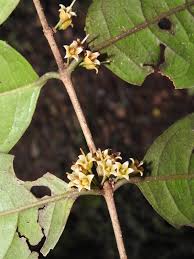 Image result for Cassipourea