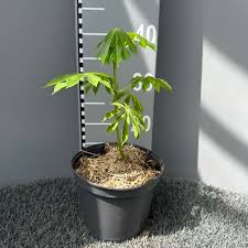 Image result for Manihot grahamii