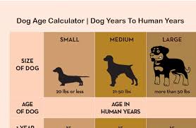 Dogs Age Conversion Chart Doberman Weight Chart By Age