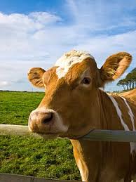 Ribuan gambar baru berkualitas tinggi ditambahkan setiap hari. Lembu Wikipedia Bahasa Melayu Ensiklopedia Bebas