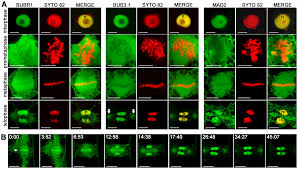 Instead, during telophase, a cell plate forms across the cell in the location of the old metaphase plate separating the two forming cells. Plos One Spindle Assembly Checkpoint Protein Dynamics Reveal Conserved And Unsuspected Roles In Plant Cell Division