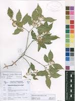Image result for Hippocratea pallens