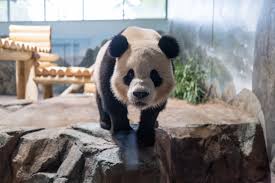 Image result for pandas