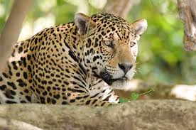 Uno de los vídeos de animales más vistos del 2013. Close Up Of A Jaguar Panthera Onca Photograph By Animal Images