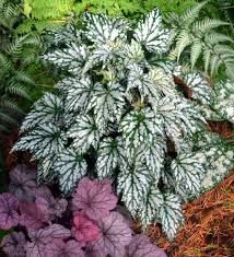 Image result for Begonia meyeri-johannis