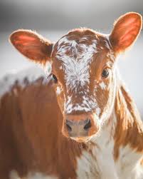 Pin By Jupiter On Cows Cute Cows Fluffy Animals Baby Cows