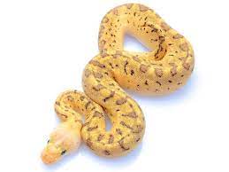 Lemon Blast Clown Pastel Pinstripe Clown Ball Python Snake Lovers Beautiful Snakes