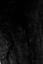 Image result for Rhaptopetalum evrardii