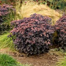 Image result for Sedum