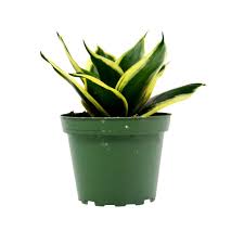 Snake plant leaves feel mushy and water comes out when touched. Buy Sansevieria Trifasciata Small Snake Plant Online At Plantsguru Com