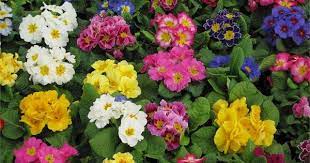 Bunnings 125mm Polyanthus Primula Acaulis 2 25 Http Www Bunnings Com Au 125mm Polyanthus Primula Acaulis P3589019 Primula Primrose Wedding