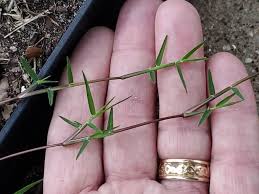 Image result for Cynodon dactylon