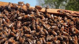 A Year in the Life of Honeybees: Beekeeping Training