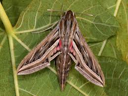 Image result for Hippotion celerio