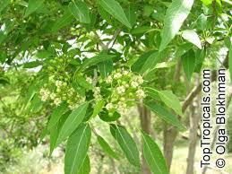 Image result for Cordia afra