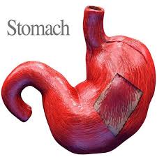 Stomach 3d Color 3d Model Ad Stomach Color Model 3d Model Model Photo Collage