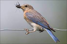 Explore cheryl.rose83's photos on flickr. The Eastern Bluebird Mike Lascut Photography