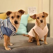 Why rescue a shelter dog? Arizona Small Dog Rescue 129 Photos 152 Reviews Animal Shelters 1102 W Hatcher Rd Phoenix Az Phone Number Yelp