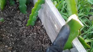 We did not find results for: How To Plant And Take Care Of Dragon Fruit Cuttings Youtube
