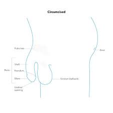 Maybe you would like to learn more about one of these? Male Sexual Anatomy Penis Scrotum And Testicles
