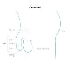 Hey all, this is a model i created to use as reference. Male Sexual Anatomy Penis Scrotum And Testicles