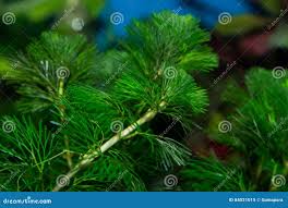 Image result for Cabombaceae