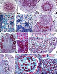 Image result for Pilostyles aethiopica