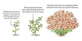 Whether they come back the next year depends on when and where they are planted: How To Grow Mums Garden Gate