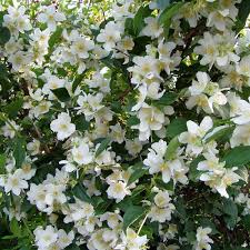 Bauernjasmin Pflanzen Graser Im Garten Garten Bepflanzen