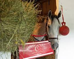 Twenty horses are in the field and. Jafmxekl61bbkm