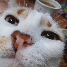 I noticed my kitty has some build up on her left carpal pad. 100 Ideas De Diy Kawaii Office Manualidades Disenos De Unas Decoracion De Unas