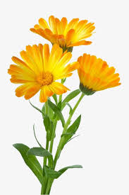 Three To Pull The Material Marigold Free Png And Clipart Botanical Flowers Calendula Botanical Watercolor