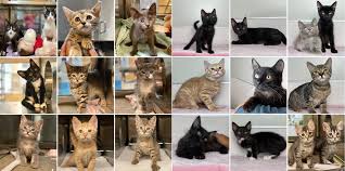 Due to tourism and plenty of there are plenty of hotels if you are traveling with a pet that is close to palm springs attractions. Palm Springs Animal Shelter On Twitter The Palm Springs Animal Shelter Kitten Bogo Event Continues All Weekend Long Schedule An Adoption Appointment Saturday July 18th Or Sunday July 19th To Bring Home