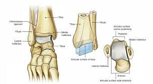 If there's obvious internal damage and dislocation of the joint, an emergency physician or. Easy Notes On Ankle Joint Talocrural Joint Learn In Just 4 Minutes Earth S Lab