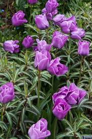 Find Help Information On Tulipa Bleu Aimable 5 Tulip Bleu Aimable From The Rhs In 2020 Orchid Show Tree Identification Lilac Flowers