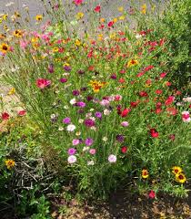 Maybe you would like to learn more about one of these? Perennial Archives Desert Gardening 101