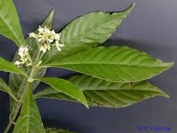 Image result for Psychotria succulenta
