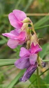 Image result for Lathyrus