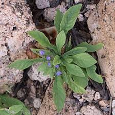 Image result for Elytraria