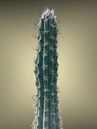 Image result for Pycreus aethiops