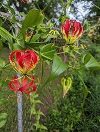 Image result for Gloriosa sessiliflora