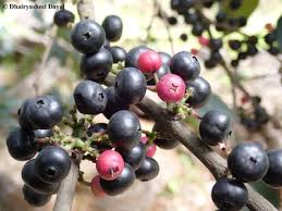 Image result for Memecylon myrianthum