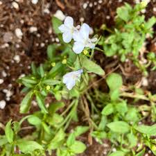 Image result for Lobelia paludigena