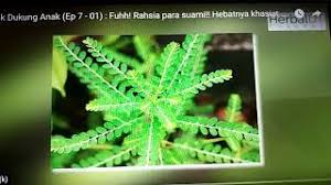 Pokok dukung anak sememangnya terkenal dengan kebaikan dan manfaat untuk kesihatan. Dukung Anak Dato Hj Malek Noor Malaysia Premium Gaharu Perfume