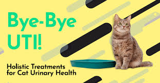 He's on prescription food to dissolve the crystals and has a relatively good appetite. Bye Bye Uti Holistic Treatments For Cat Urinary Health