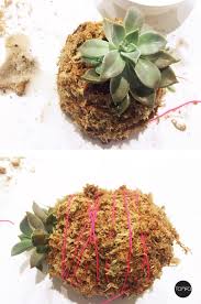It provides the hydration that is needed by plants during the hot season. How To Make A Sphagnum Moss Ball Tomfo Tomfo