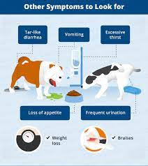 What To Do If Your Dog S Poop Is Black Canna Pet