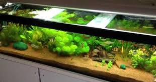 Tiger Barb School Planted Tank Youtube Fish Tank Plants Aquarium